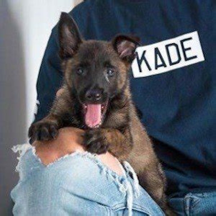 Apollo the K9