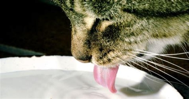 Cat slurping milk