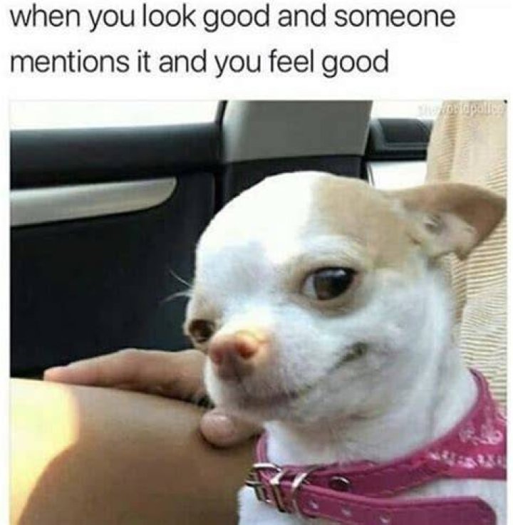 Chihuahua memes