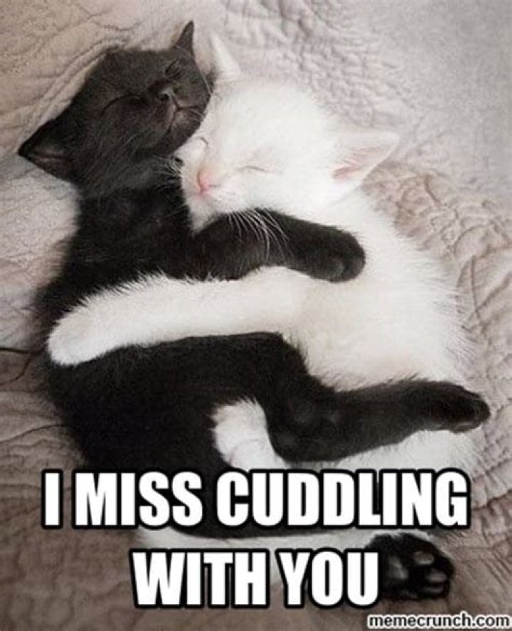 Cuddle memes
