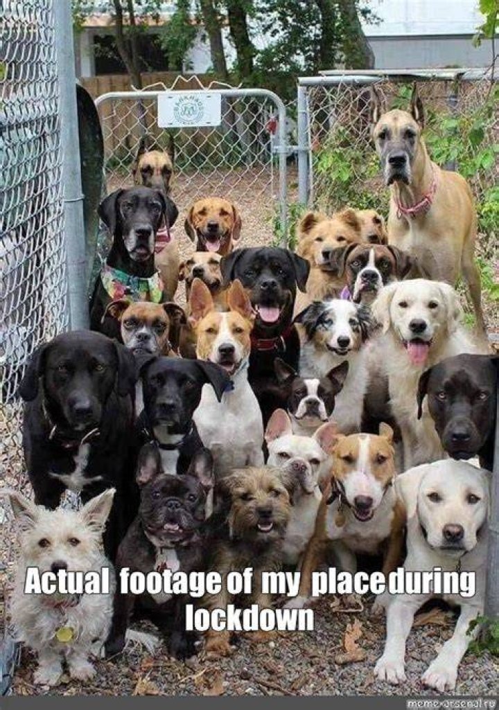Dogs meme collected