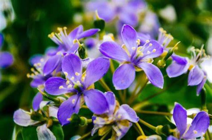 Worthington MN Tyler Pospisil Obituary And Death Cause: What Happened To Him? Flower