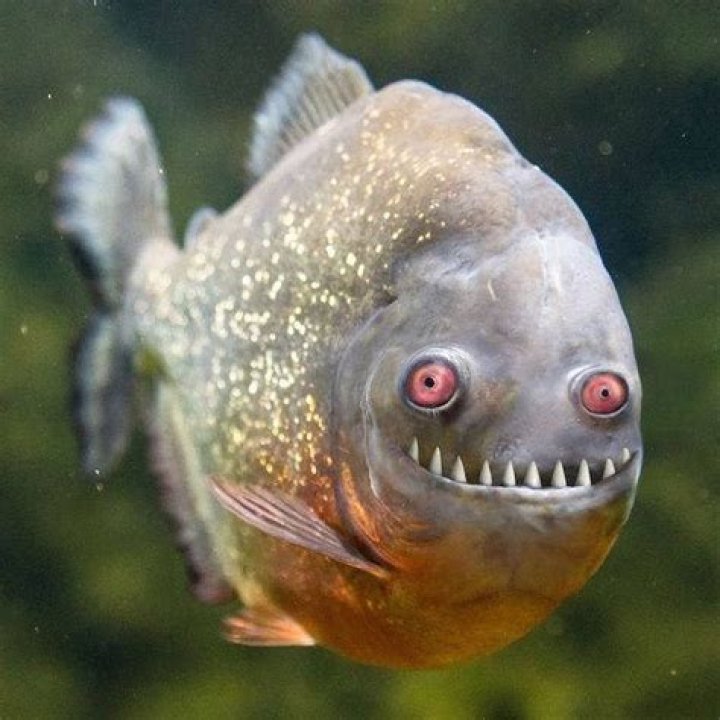 Funny looking fish