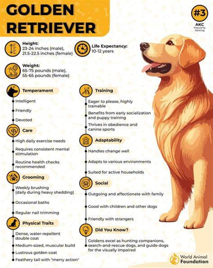 Golden retriever energy Golden retriever energy