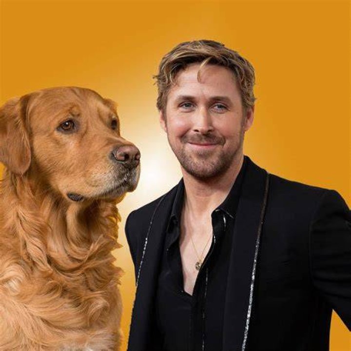 Golden retriever guy Golden retriever guy