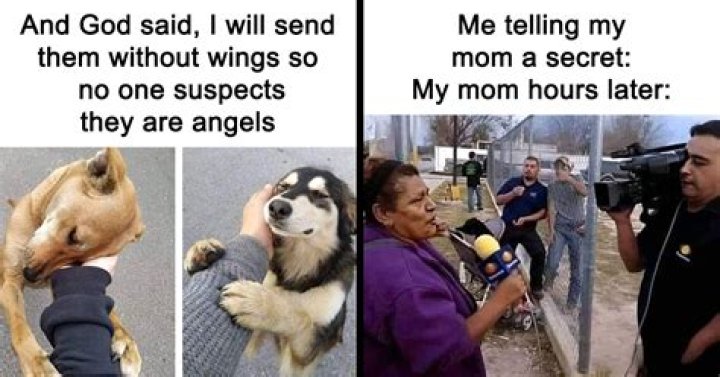 hilarious meme collected