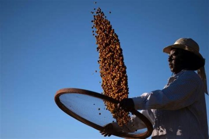 Many in Brazil still associate coffee production with slavery Many in Brazil still associate coffee production with slavery