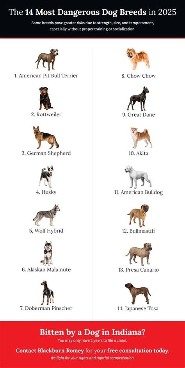 Most dangerous dog in the world
