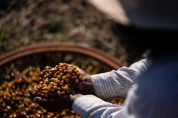 Raphael Brandao produces with beans sourced exclusively from Black farmers Raphael Brandao produces with beans sourced exclusively from Black farmers