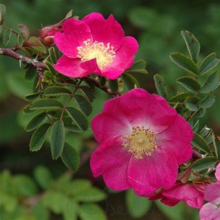 Rosa X