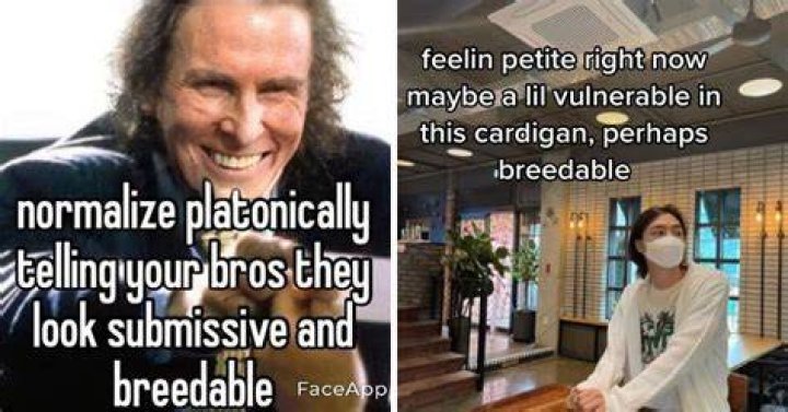 Submissive and Breedable Meme, Explained 