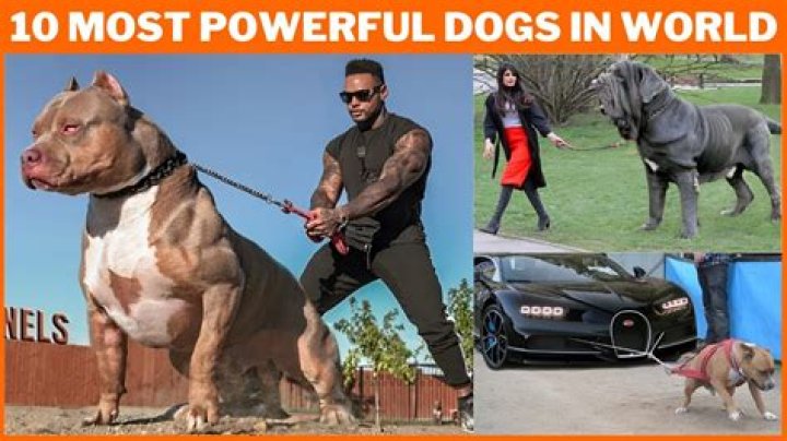This dog is a powerful weapon in the hands of a mentally unstable person