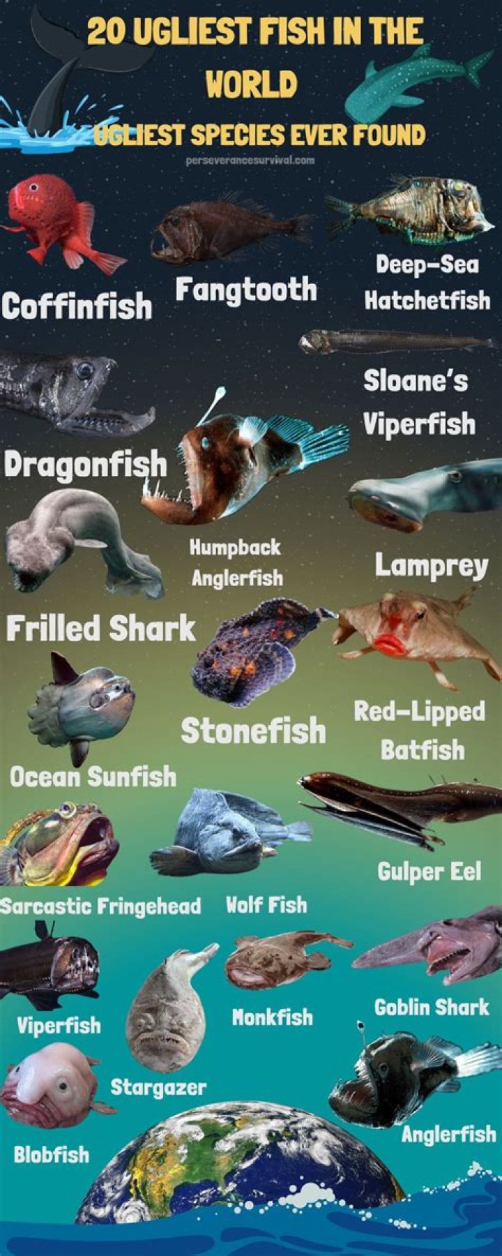 Top 10 ugly fish