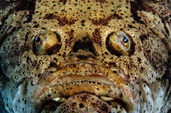 Ugliest fish in the world