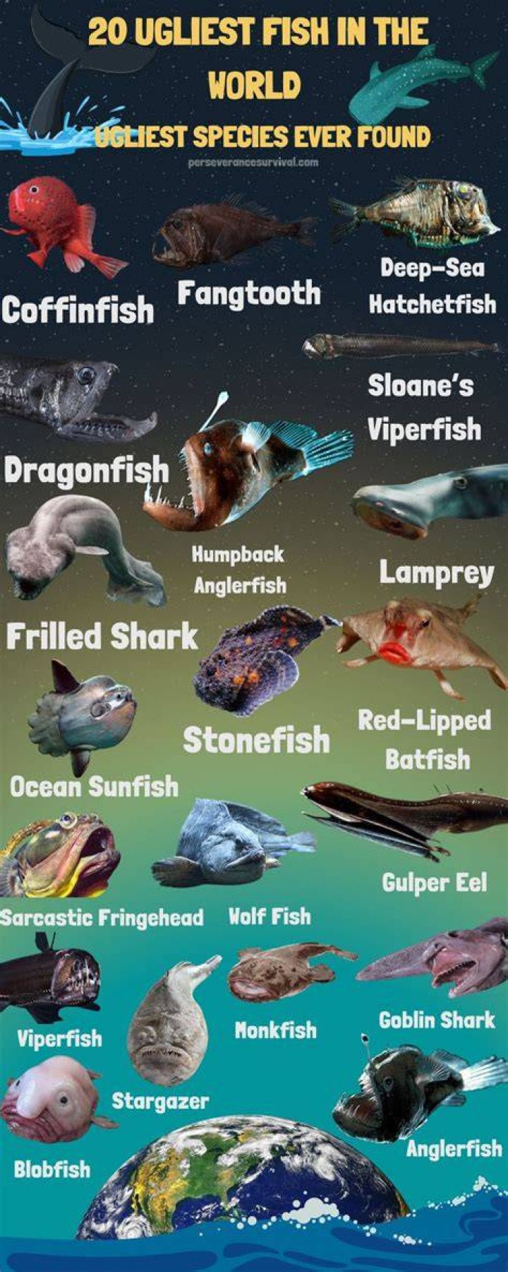 Ugliest fish