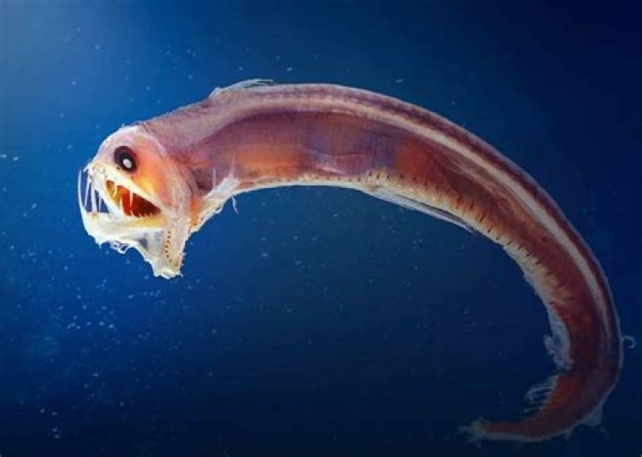 Ugly fish picture