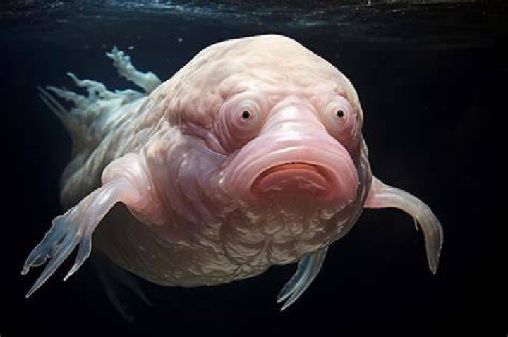 Ugly sea creature