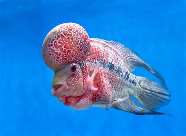 Weird looking fish