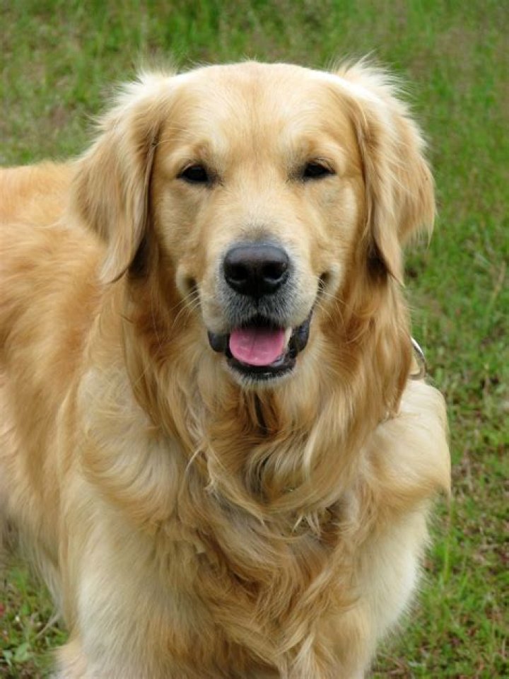 What is a golden retriever boy? What is a golden retriever boy?